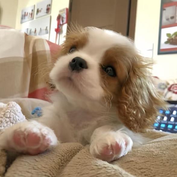 無聲著