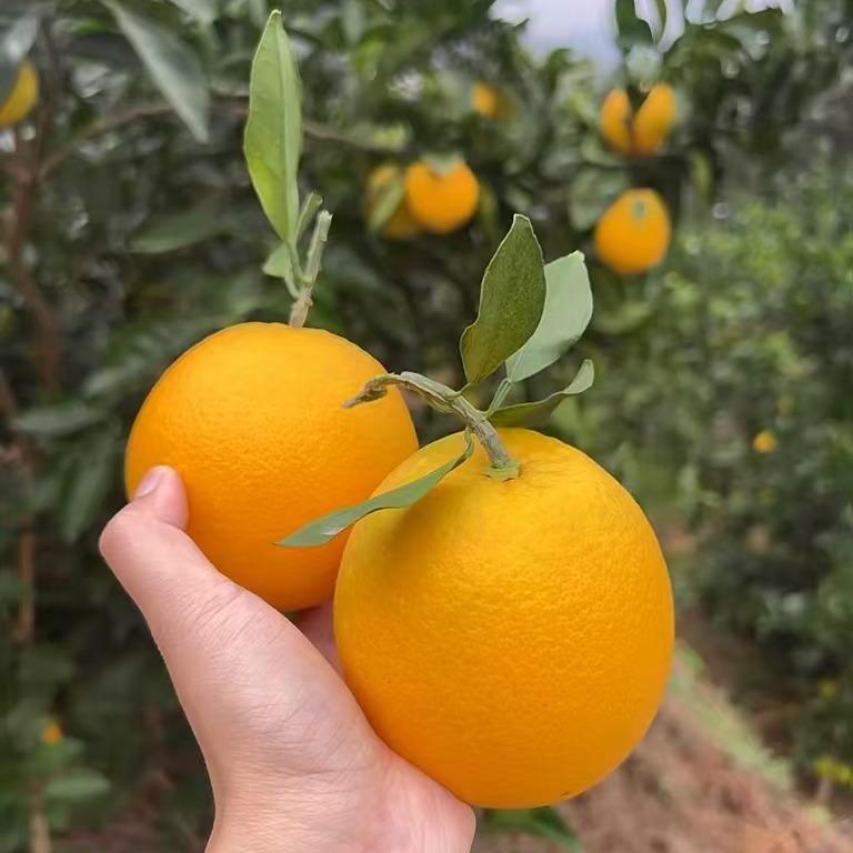 重生之我在老家卖脐橙