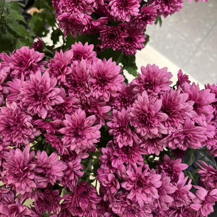 女神٩(๑òωó๑)۶