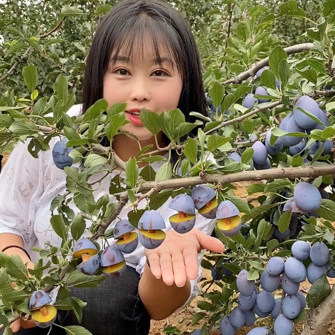 汇丰苗木合作社