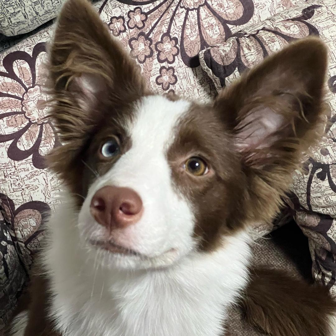 好运小狗🐶球球