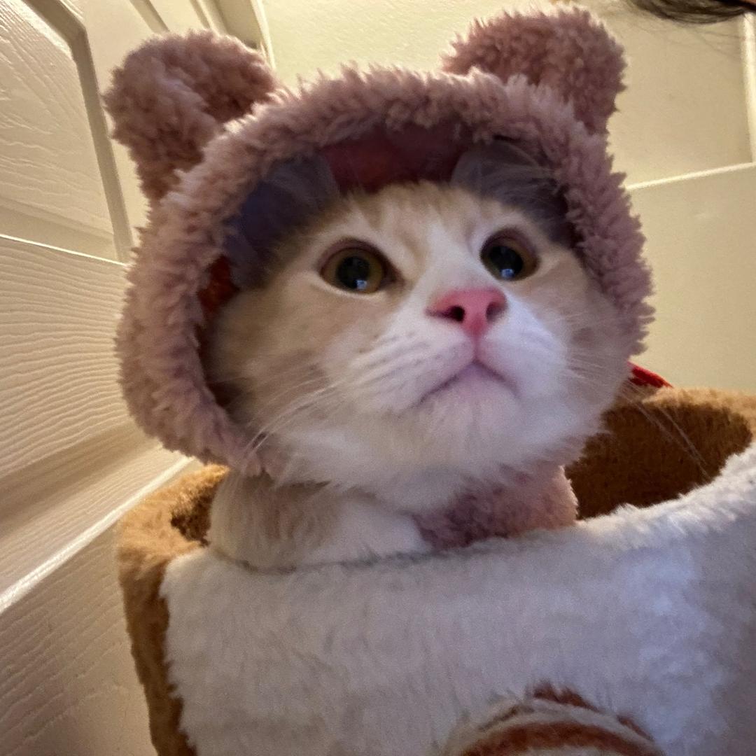 🐱🐱🐱头像