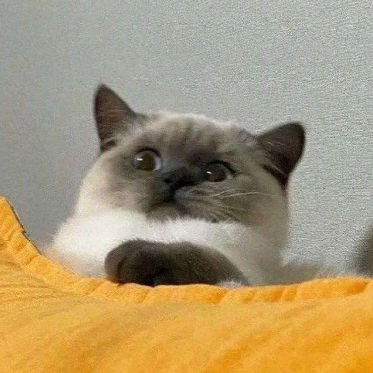 满嘴肥牛