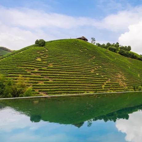 安吉白茶自产自销代加工茶叶