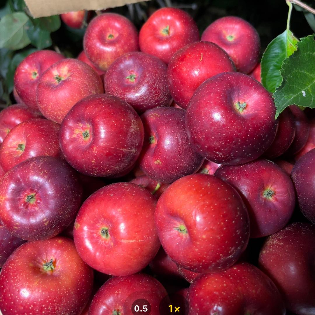 象牙山鸡心果小红家