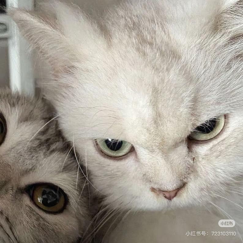 城南的猫