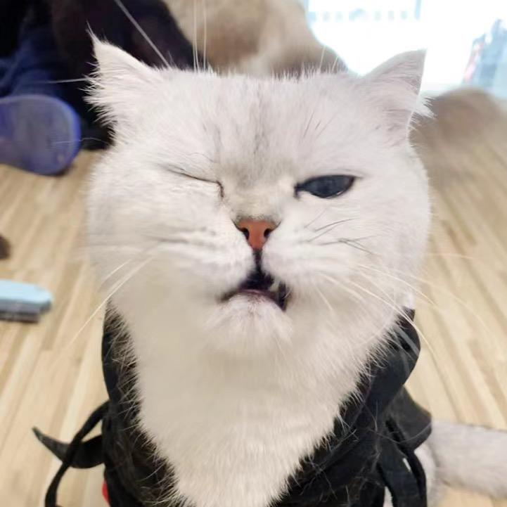 毛蛋一家