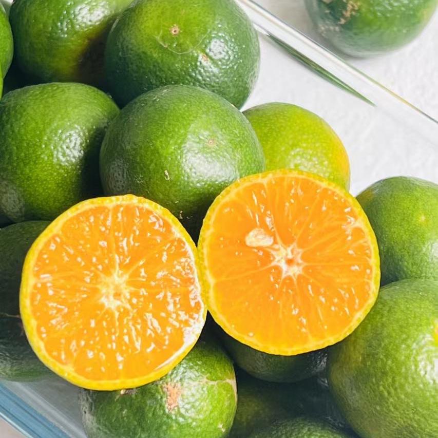 桂林洛神花基地