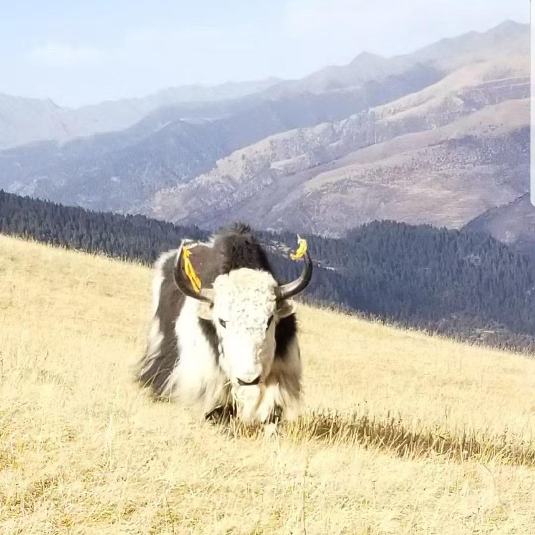 深山姑凉