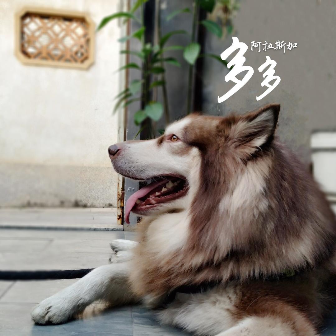 孤独的狗先森🐶