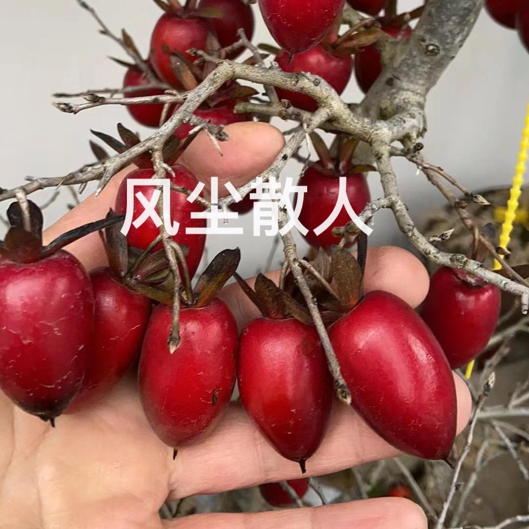 红枣糕🌺🌸