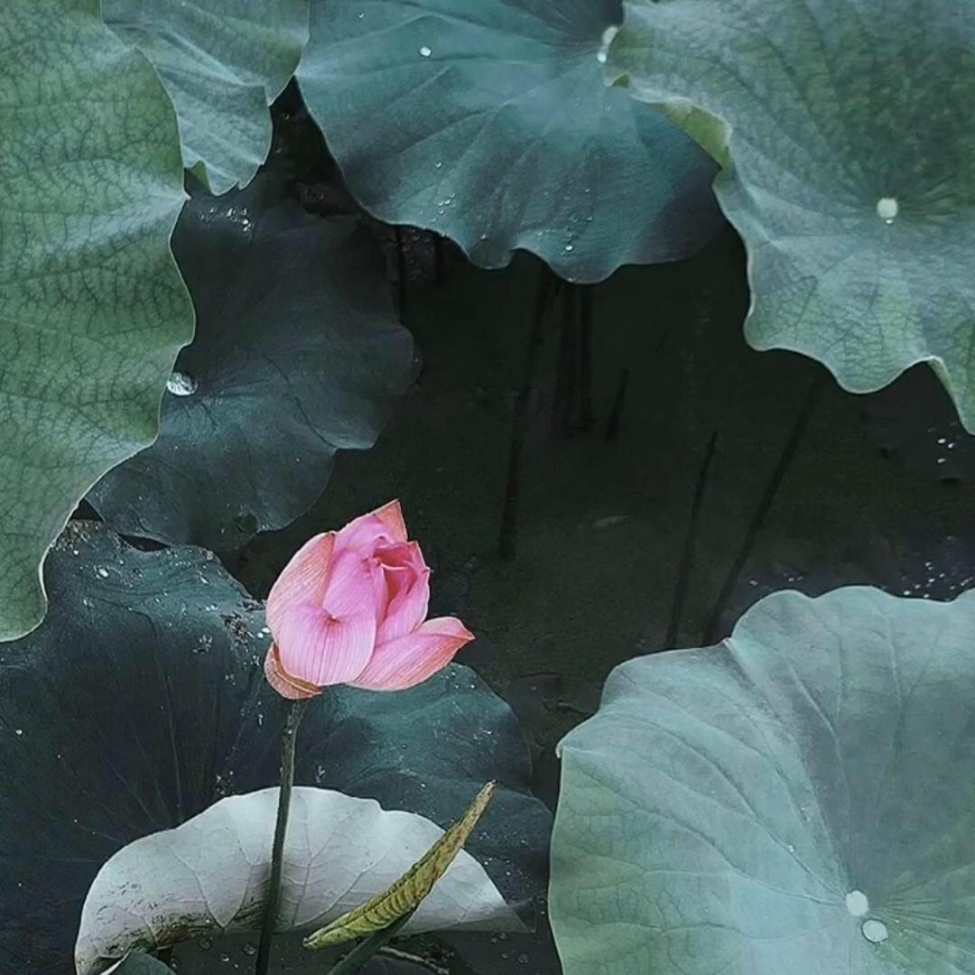 夏荷