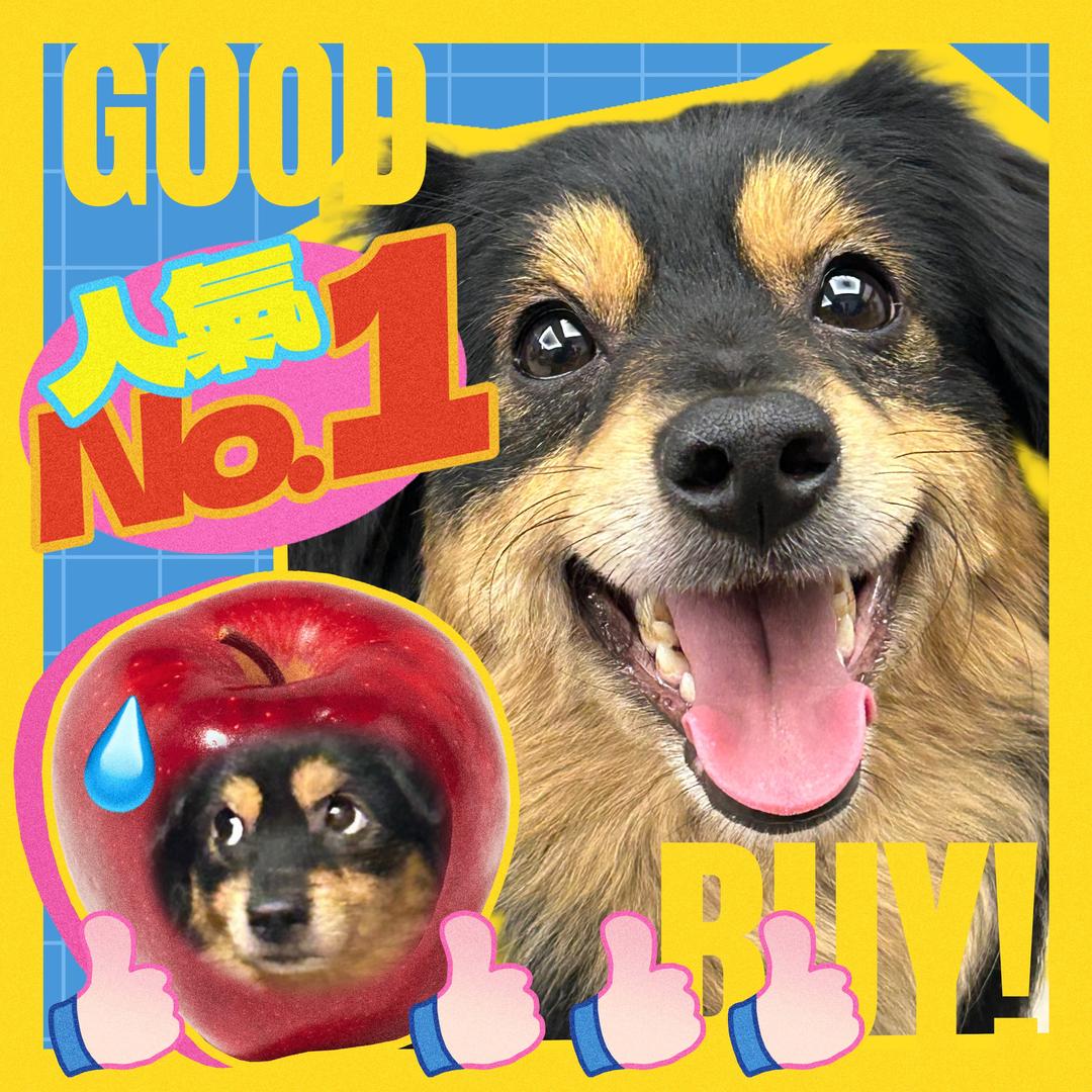 安安不安🐶