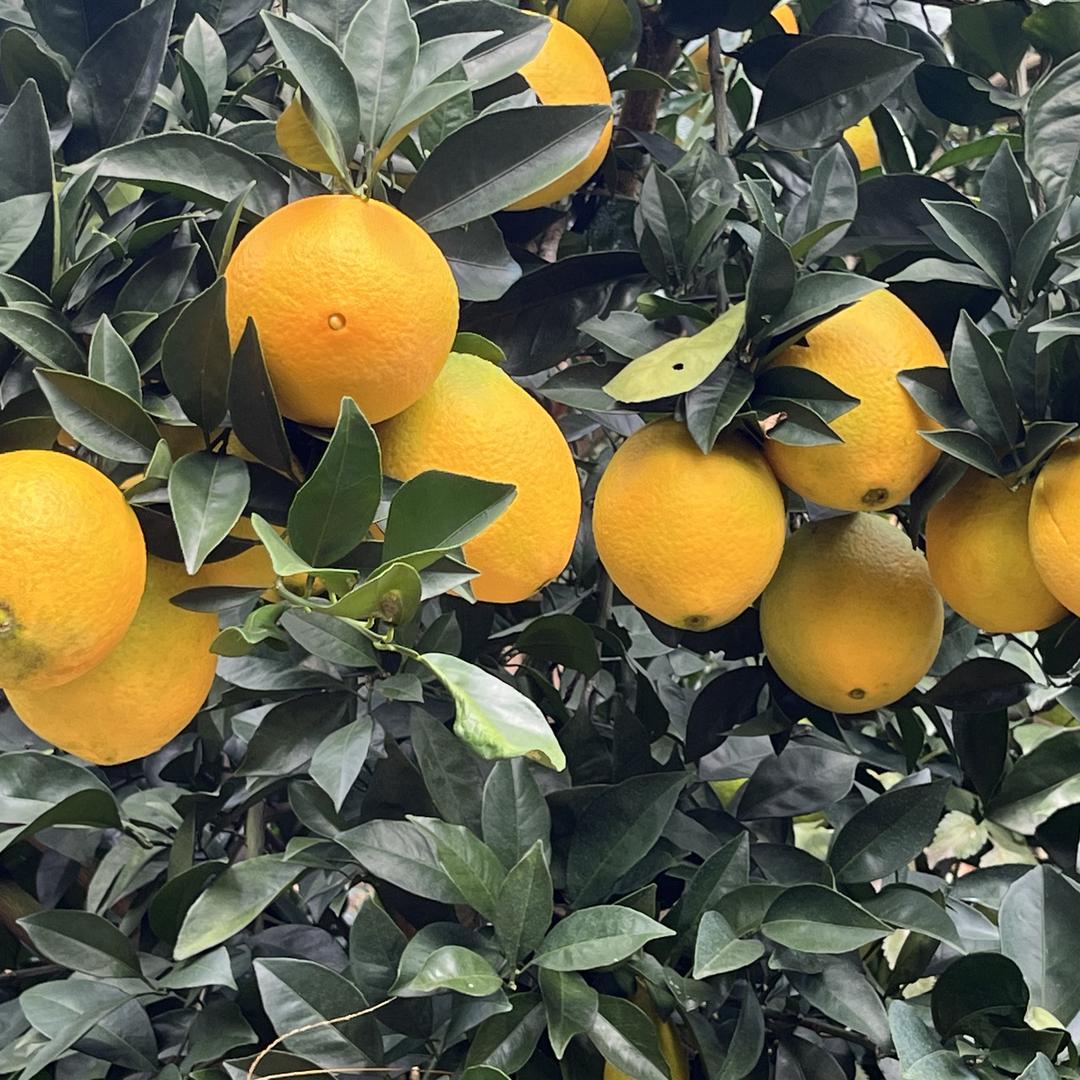 亿点橙（赣南脐橙）