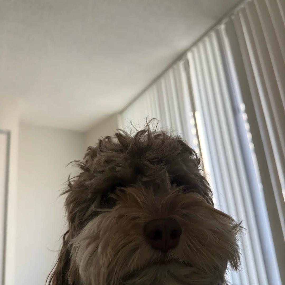 hy