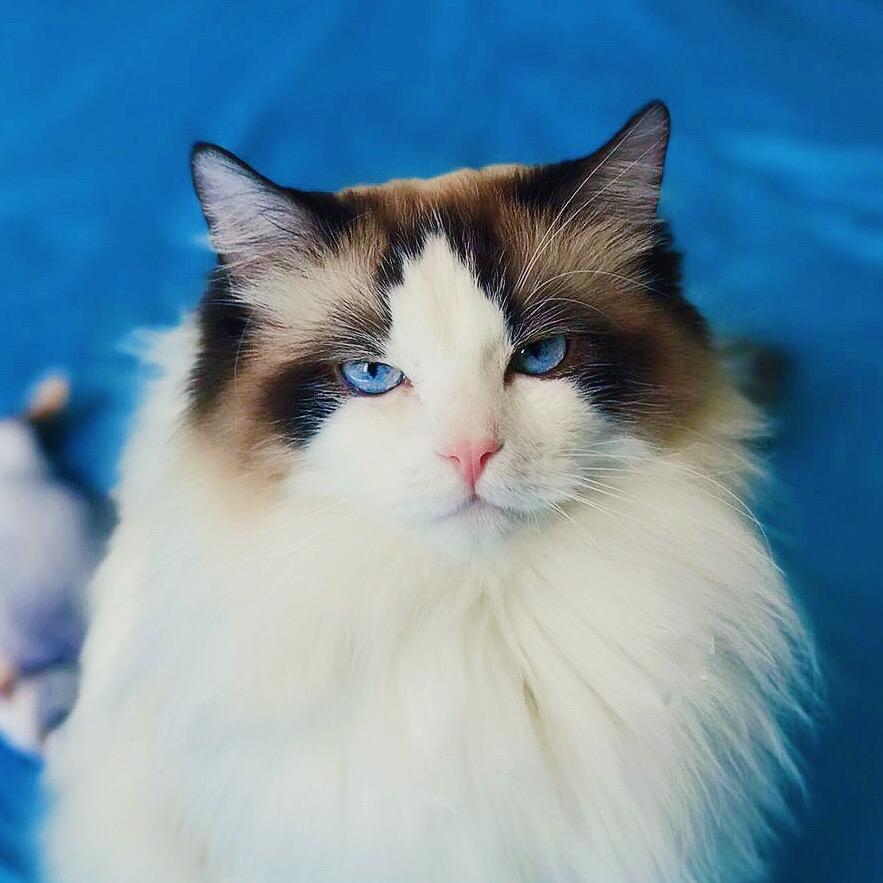 猫不理猫咖@抖音