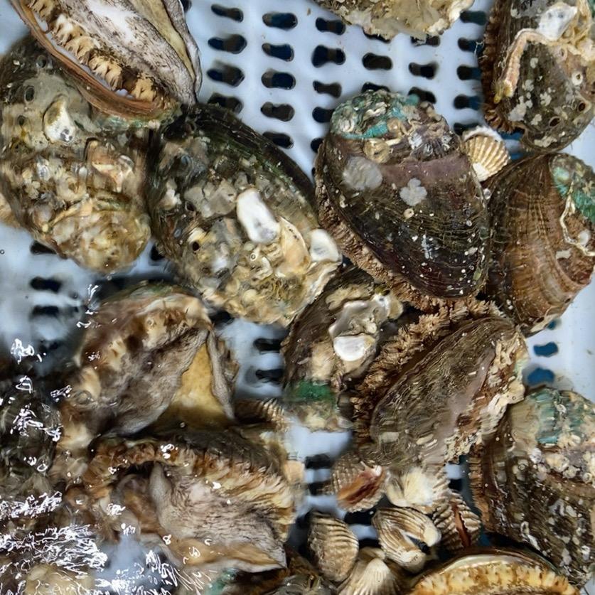 我是爱情大哥的小弟