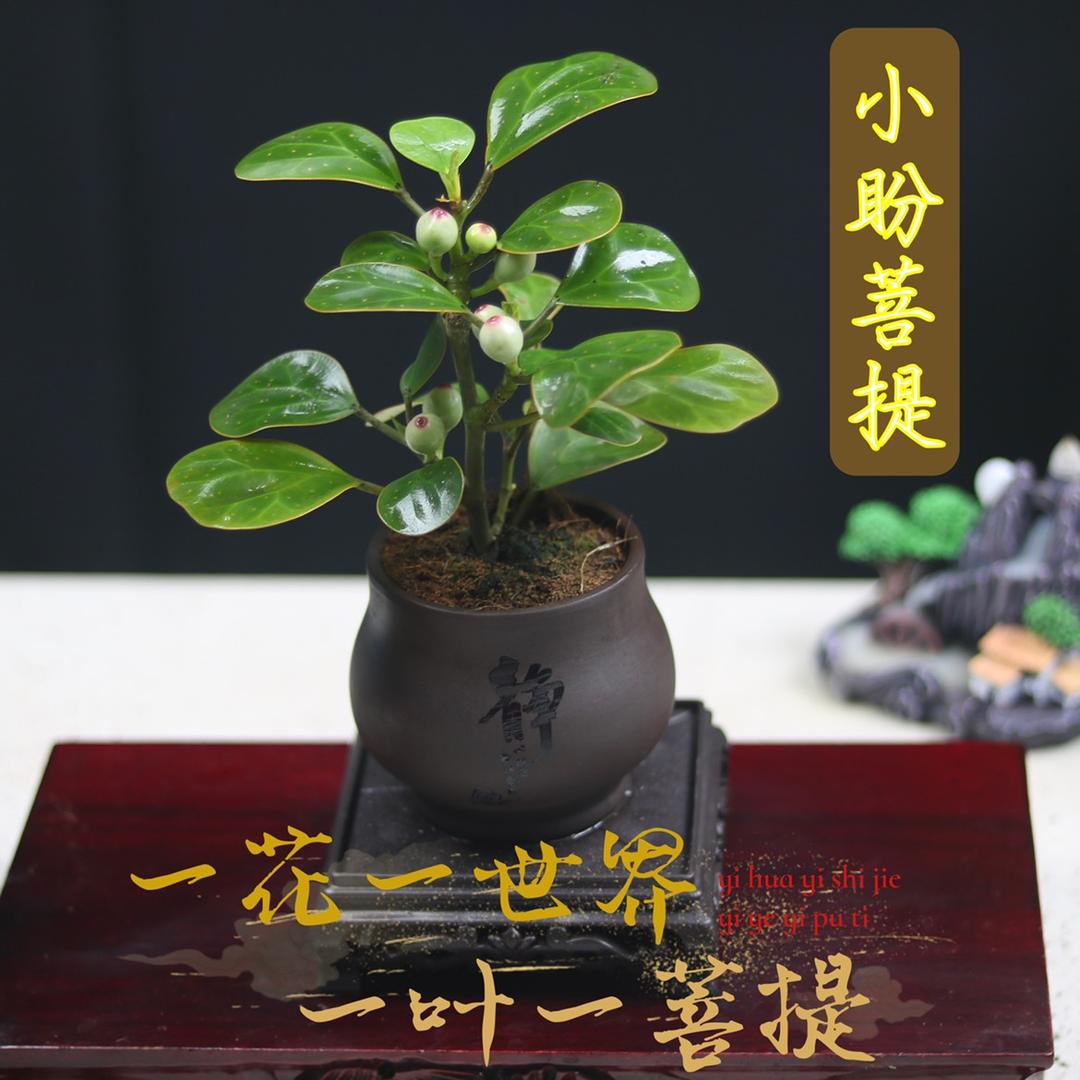 宏信农业