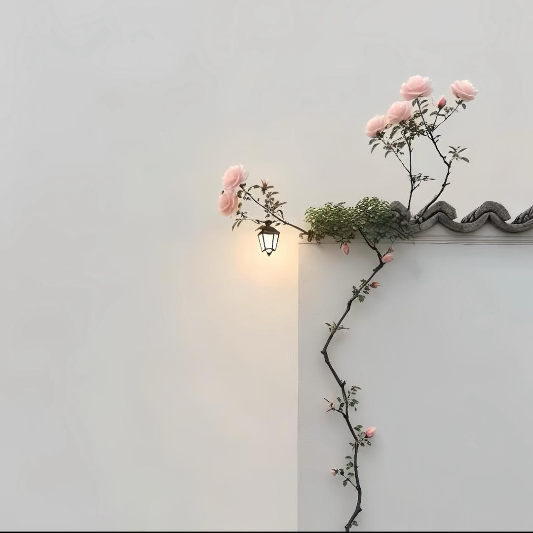 钱钱是只猫