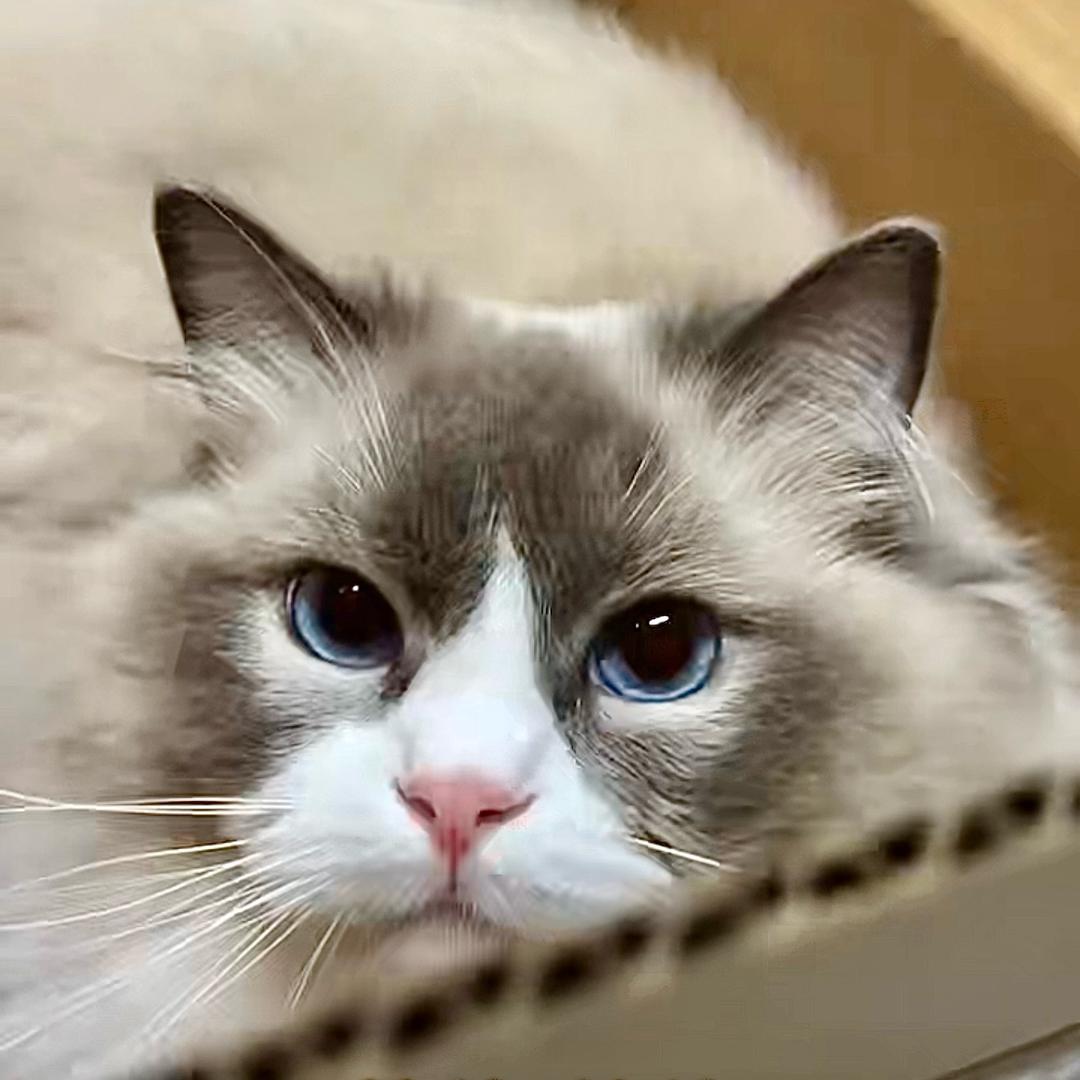 小猫碎碎念⌯'Ⱉ'⌯