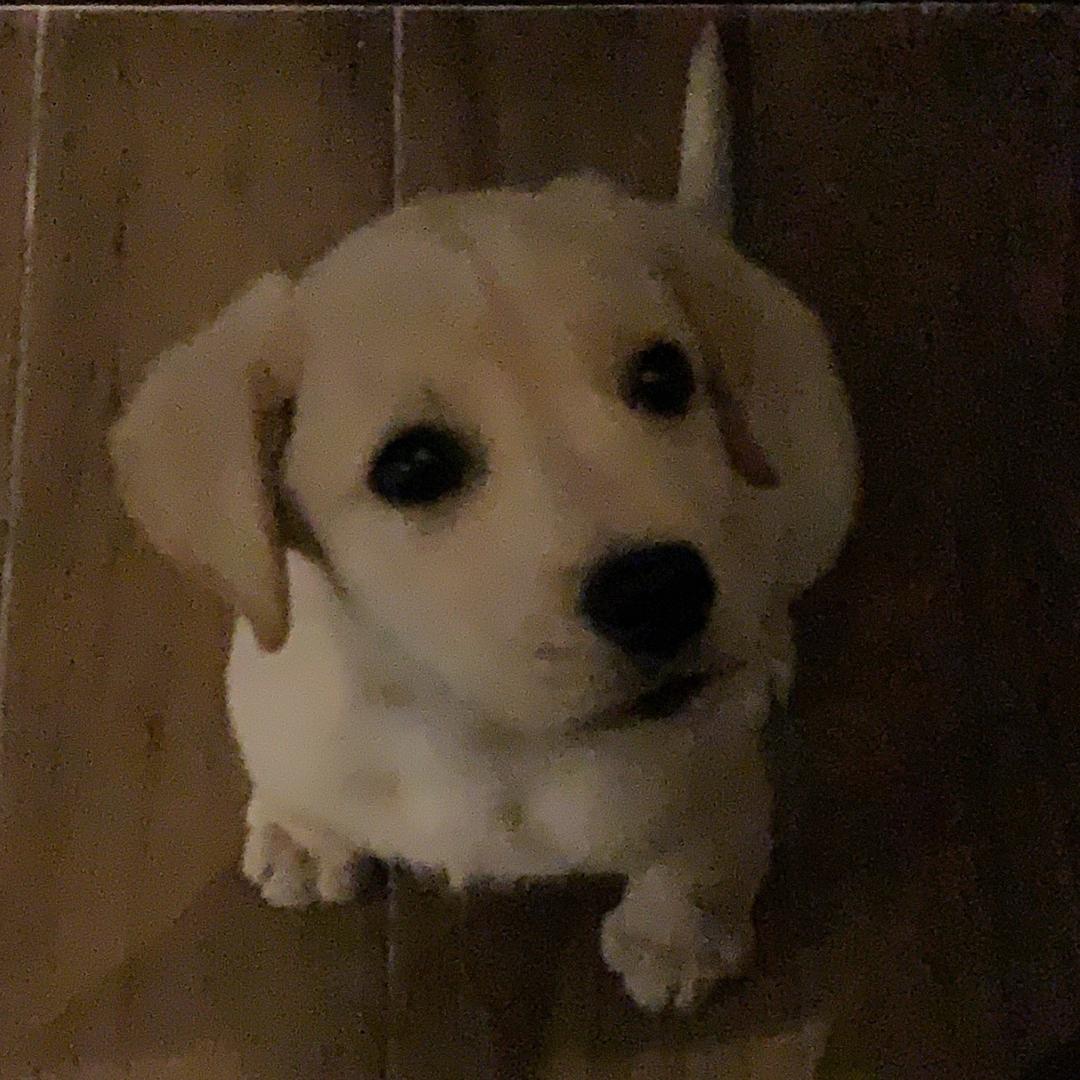 小八两在汪星要开开心心