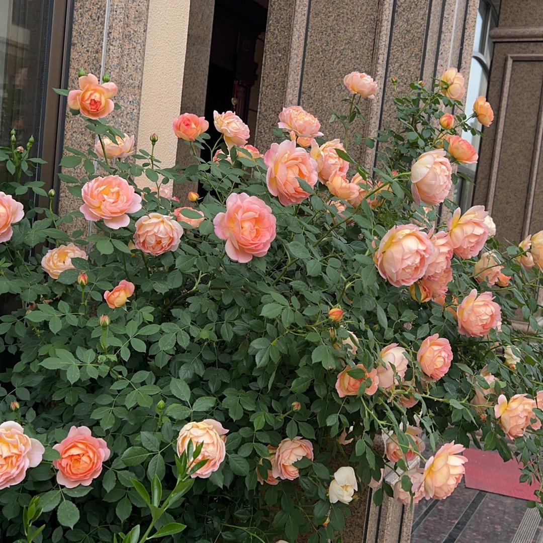 昂子一定要早睡