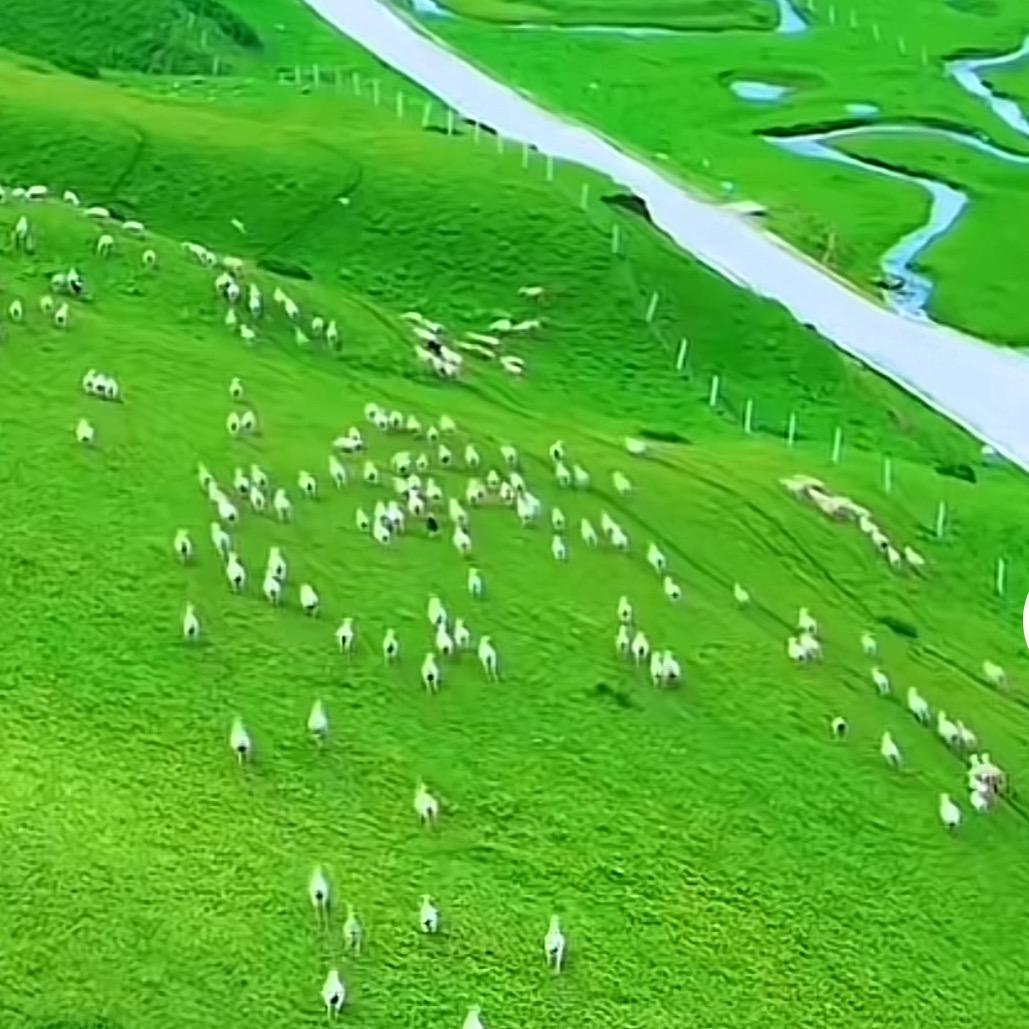 炭烤原味牛肉干