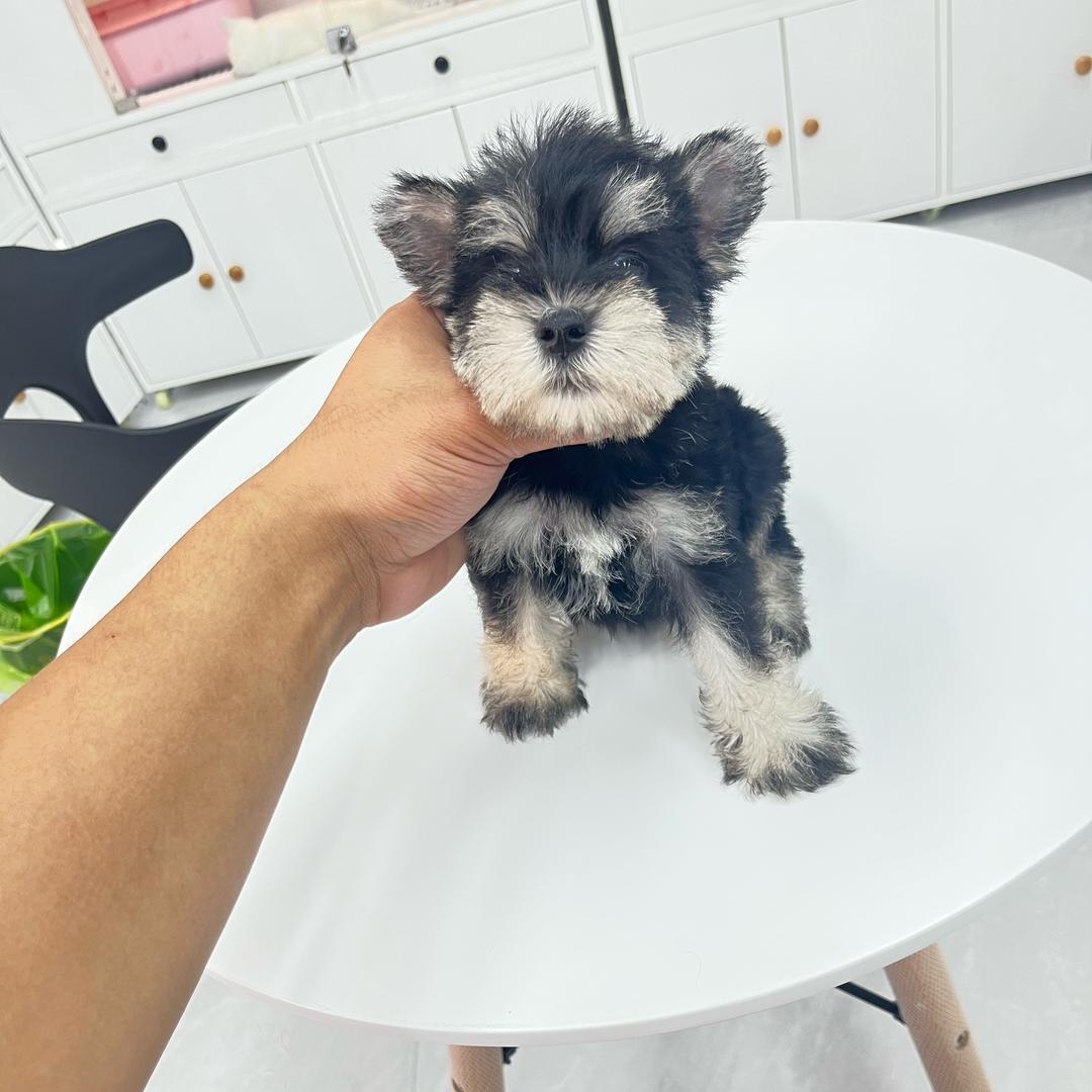 南通玺宠·小朱秒狗