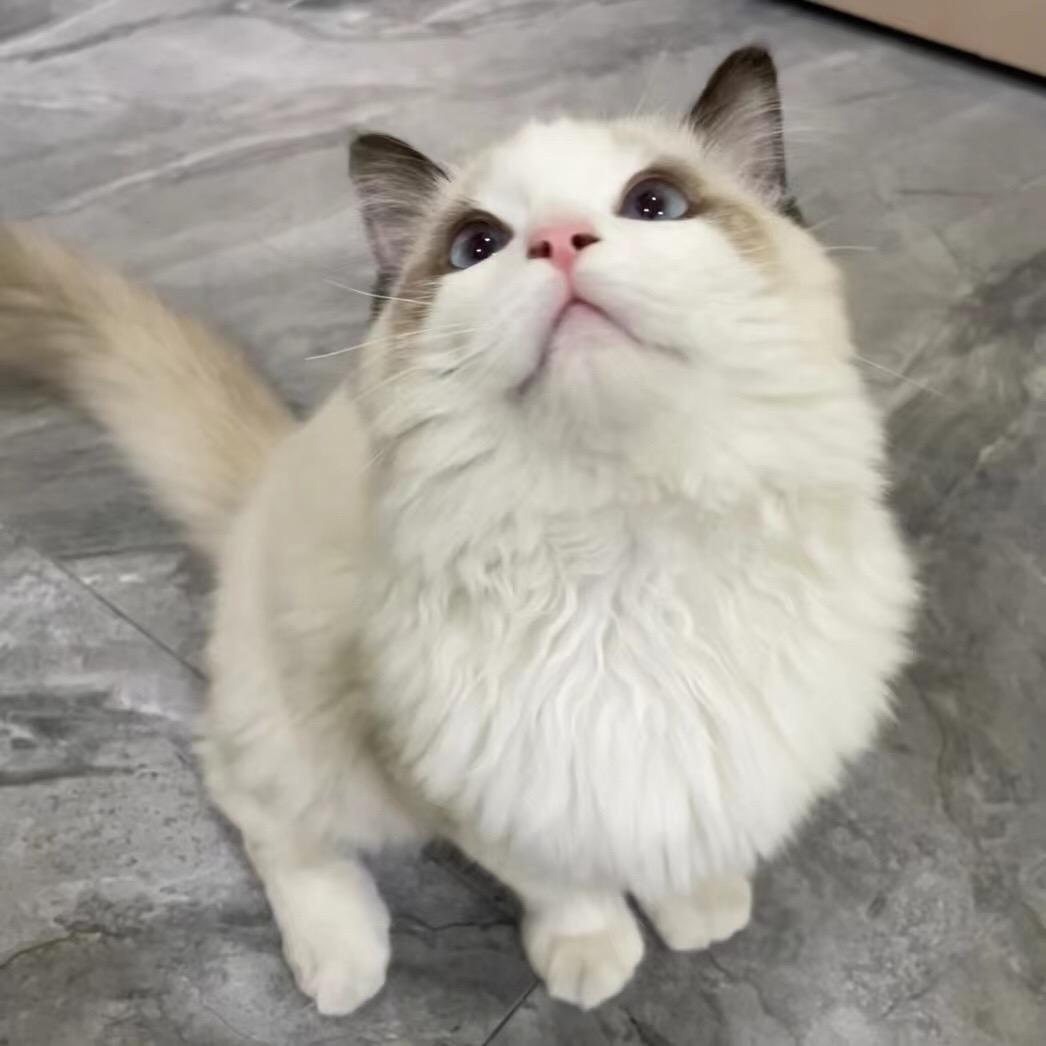 Chosen塔罗师🔮（收徒）