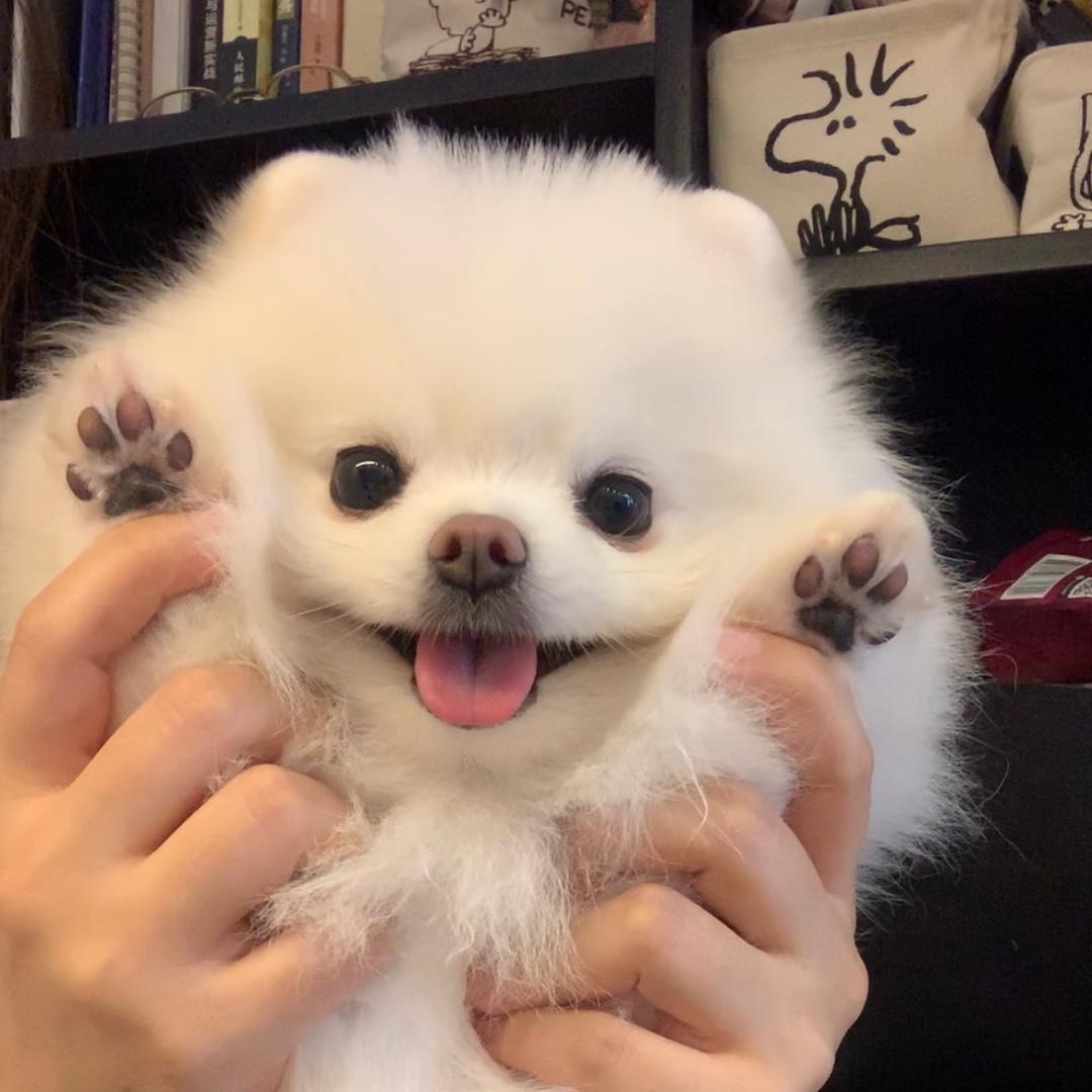养小鱼和豆腐皮