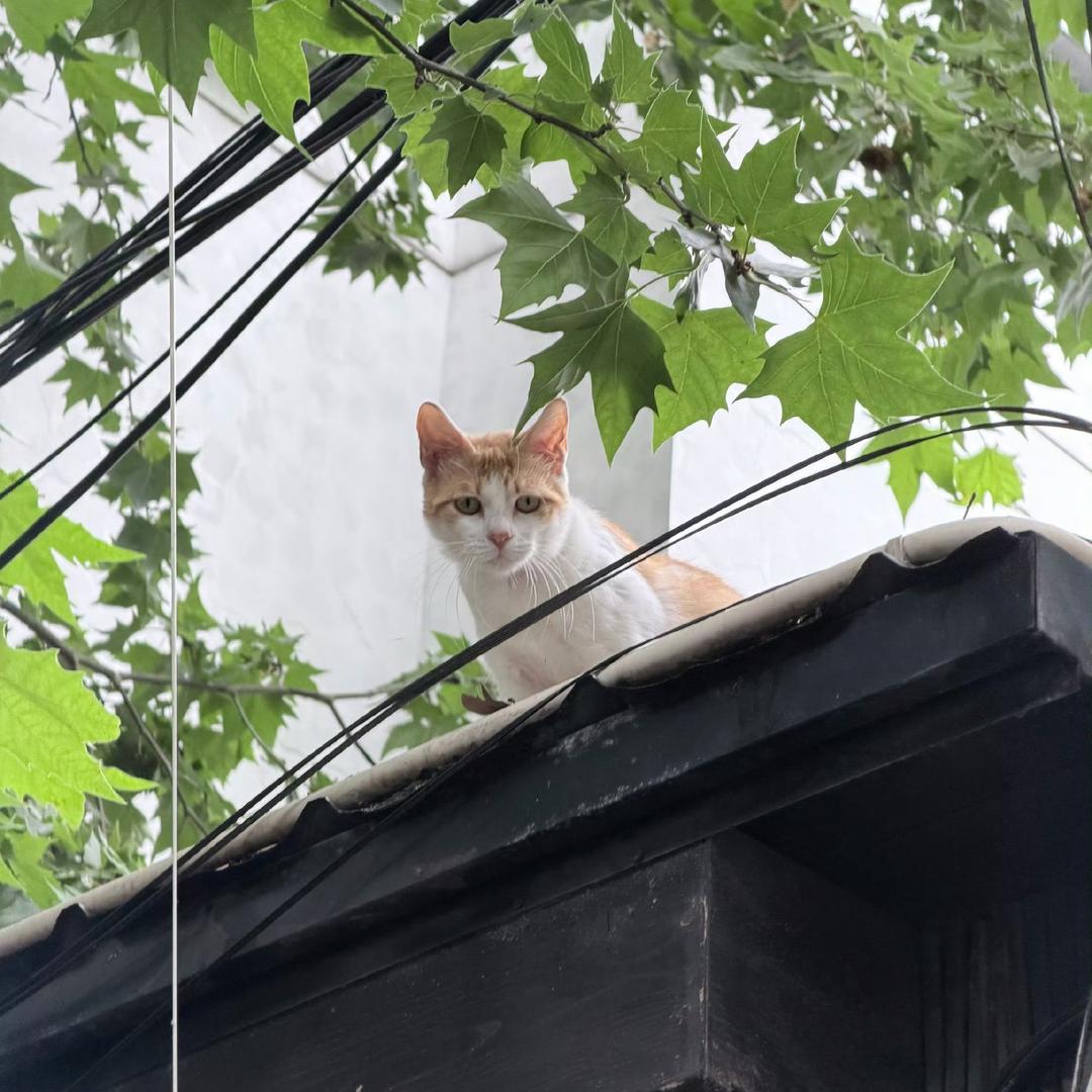 Marvis耶头像
