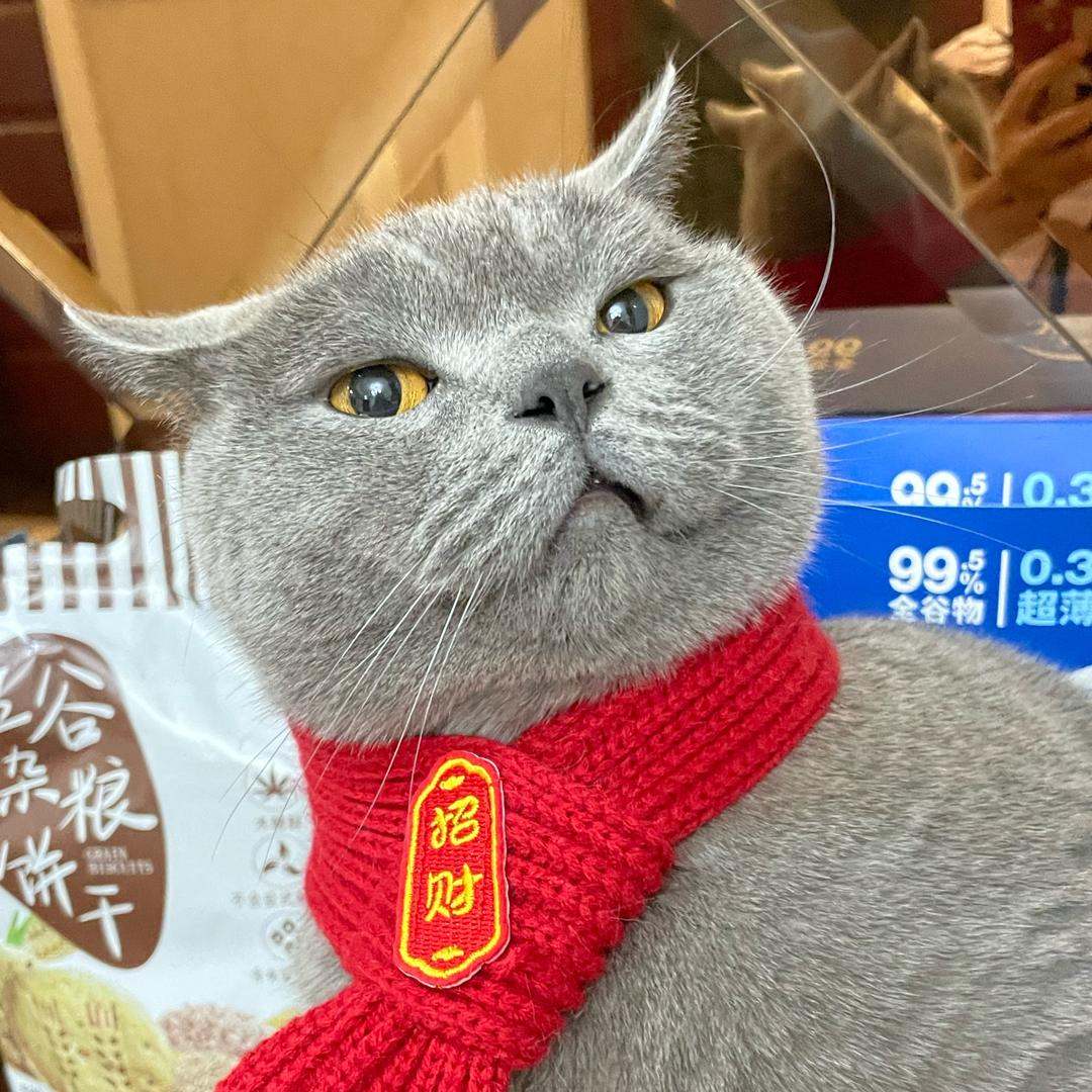 开心咪咪😺