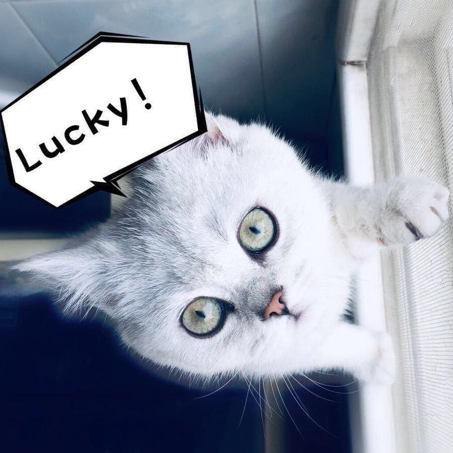 猫meme日常Vlog