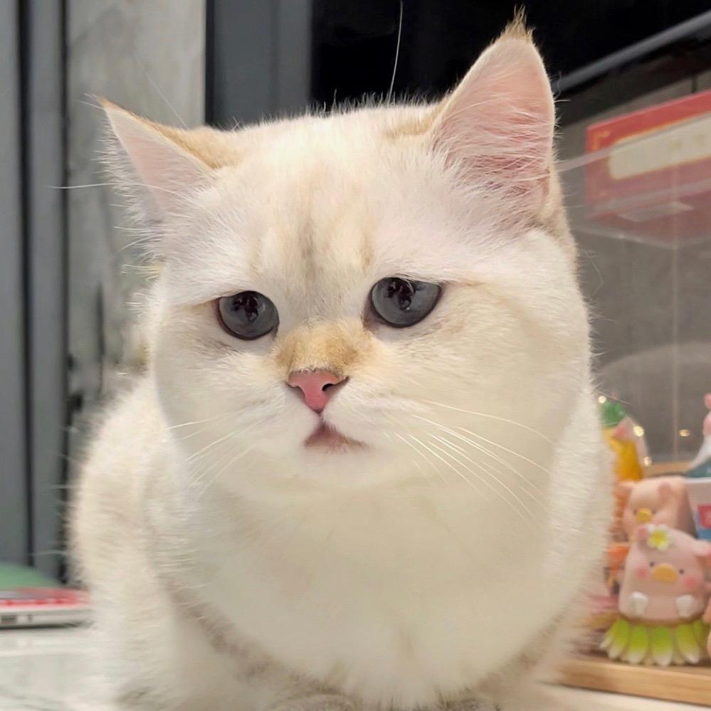 一头小奶猪🍼