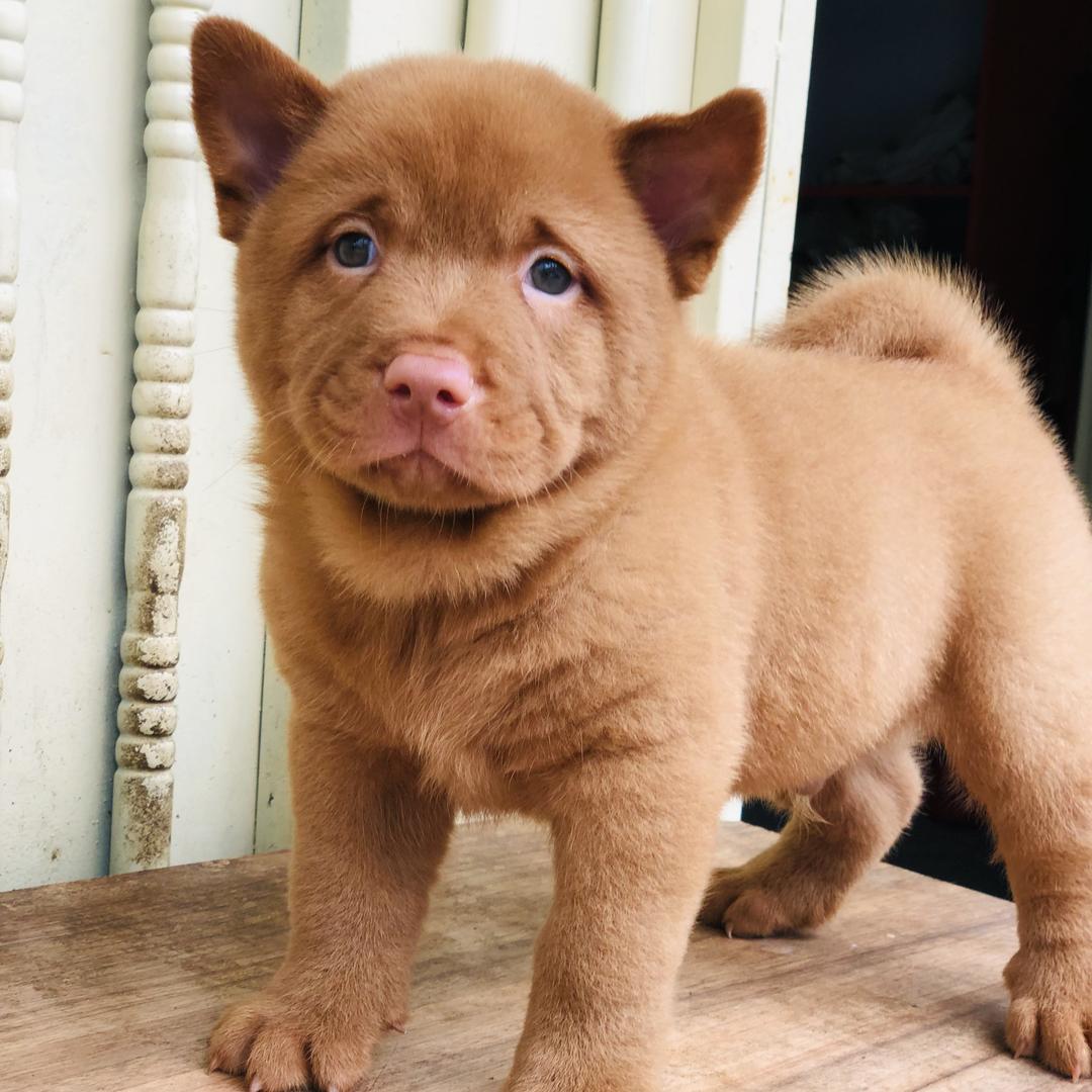 园旺田园犬