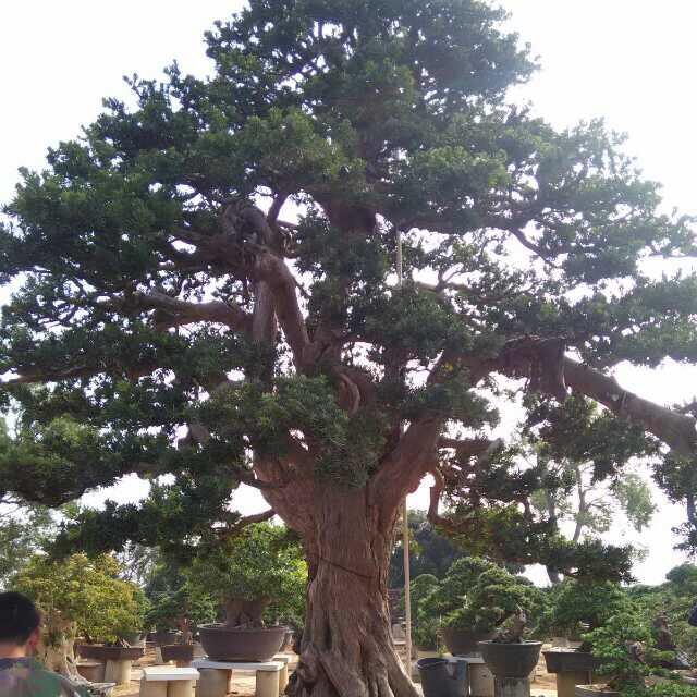 嘉昌园林有限公司钟子军