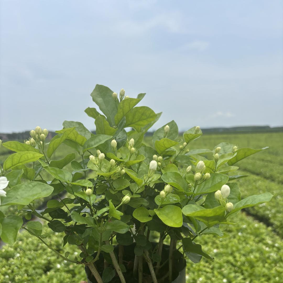 横州市花盛茉莉花基地