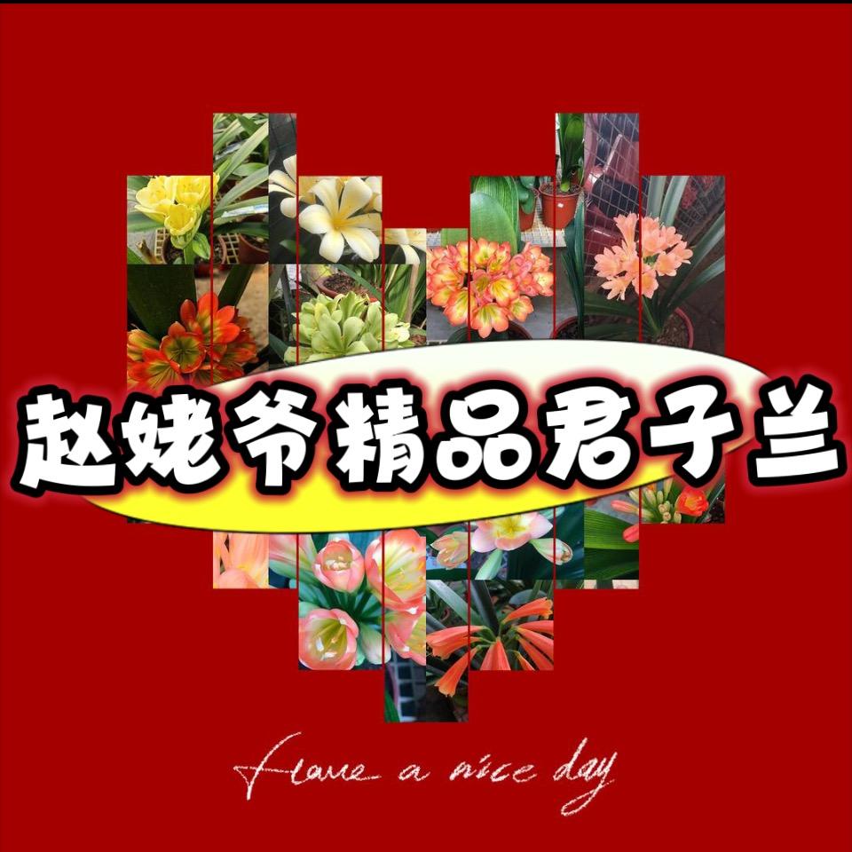 赵姥爷精品君子兰