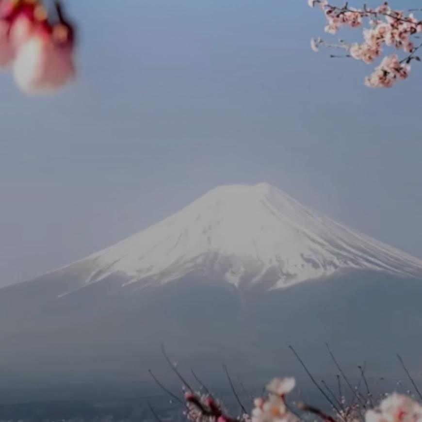 孤鹜