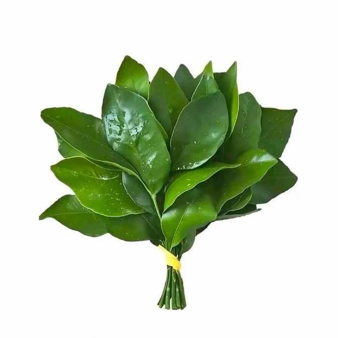 琳琳（鹿邑炮炮）