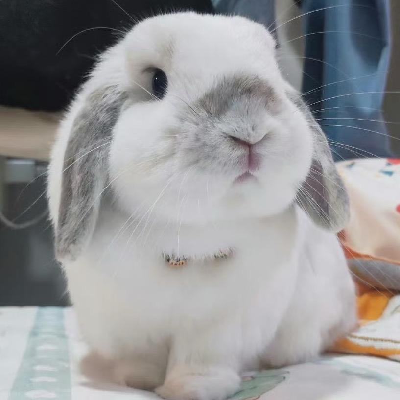 姜姜姜酱