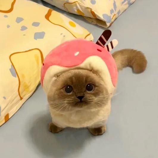 慧小怪～