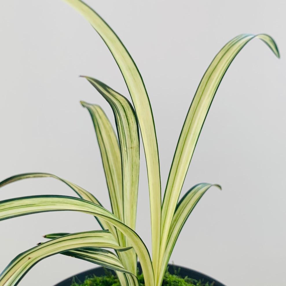 连城兰花一饶春荣