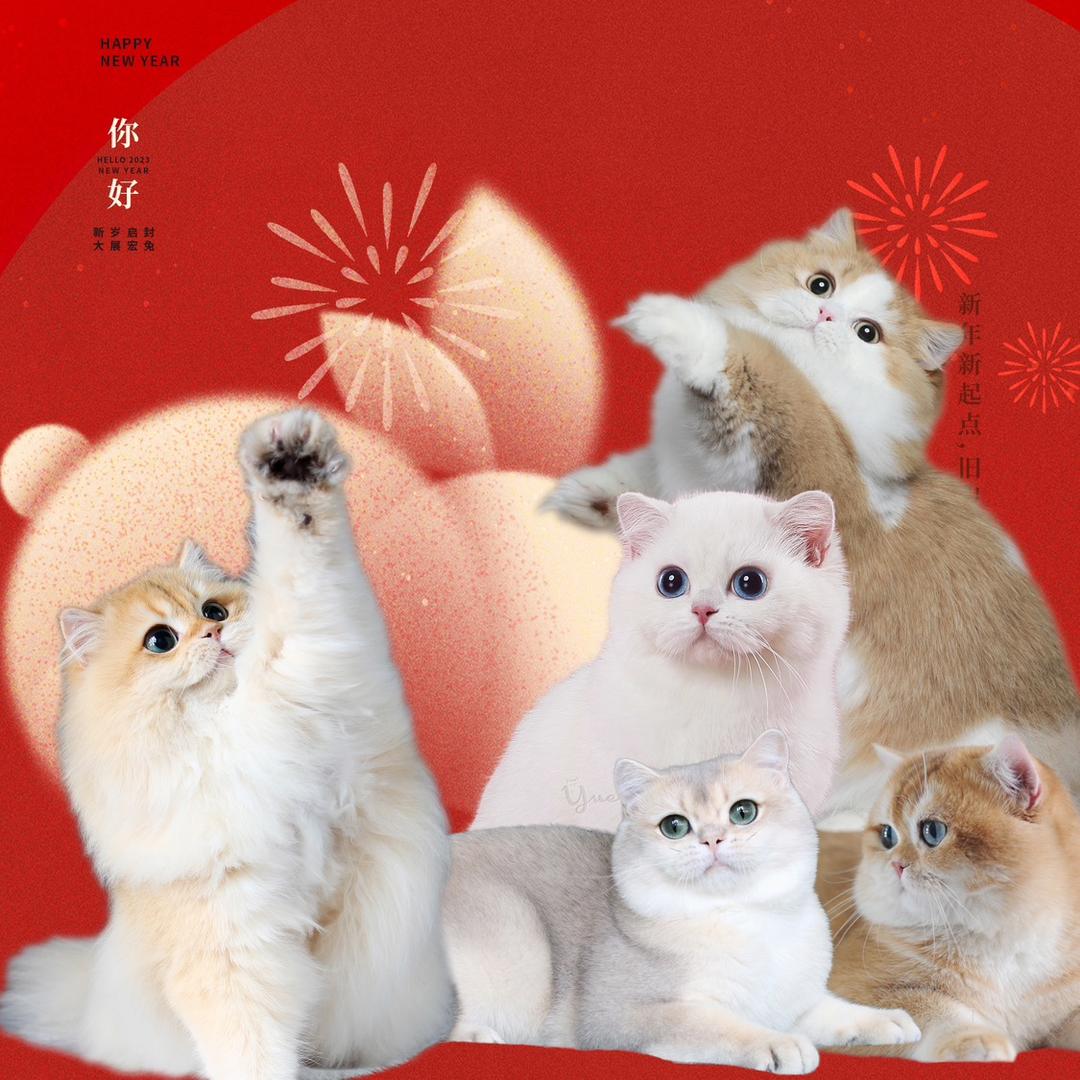 悦猫苑