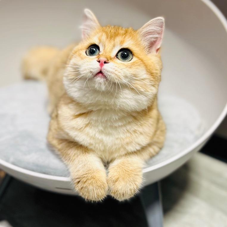 多多猫玩意