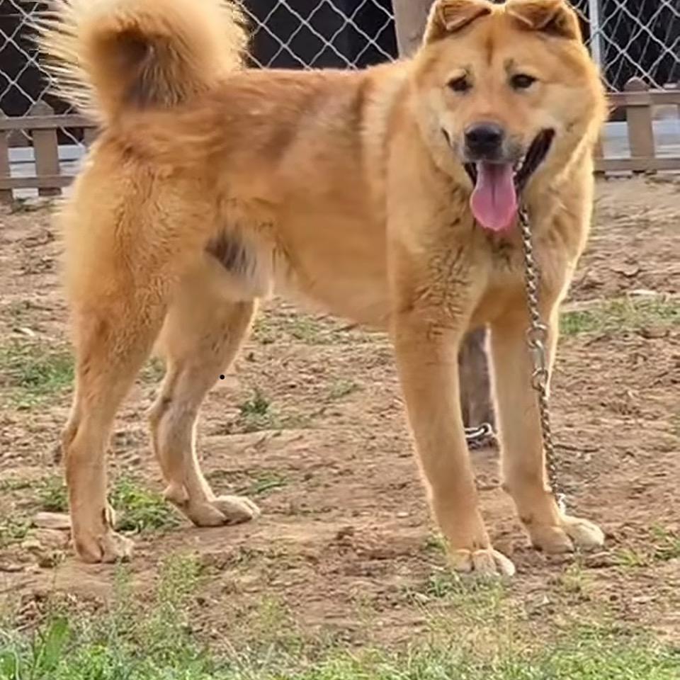 农村大笨狗太行犬