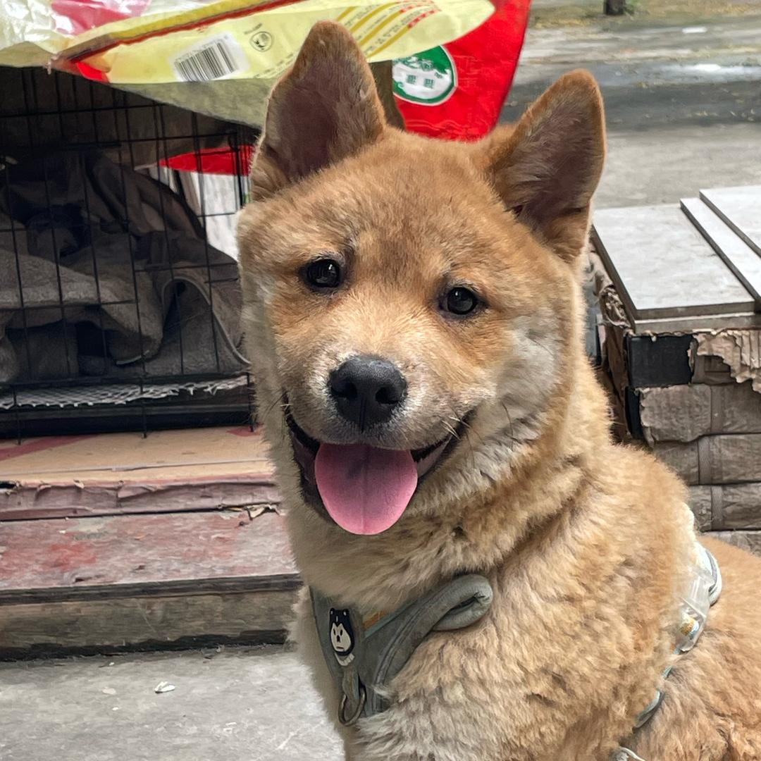 中华田园犬豆包.