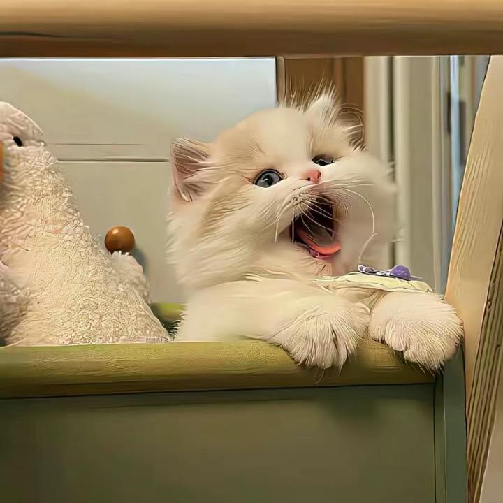 榴莲千层⌯˃ ᵕ ˂⌯ಣ