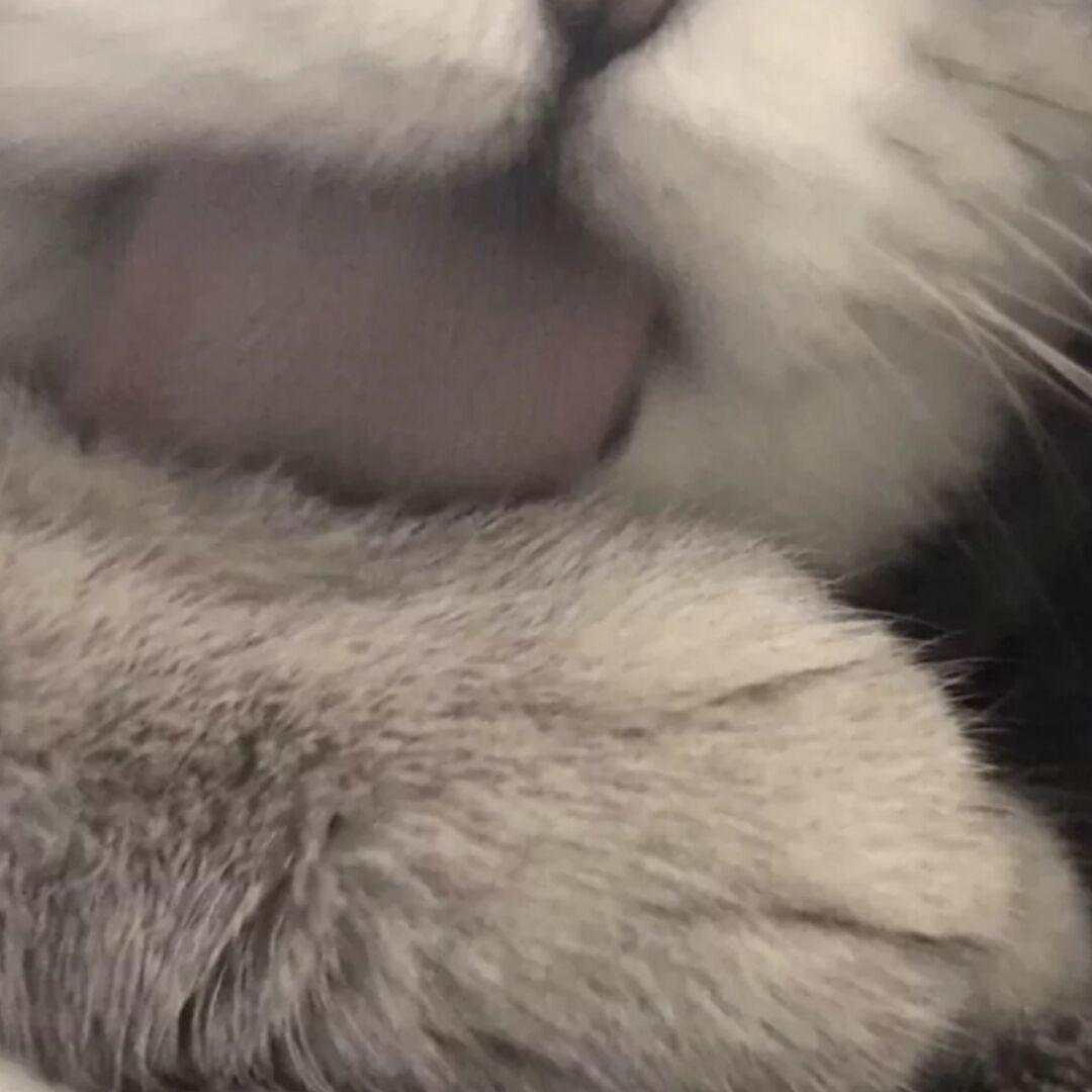 戏子