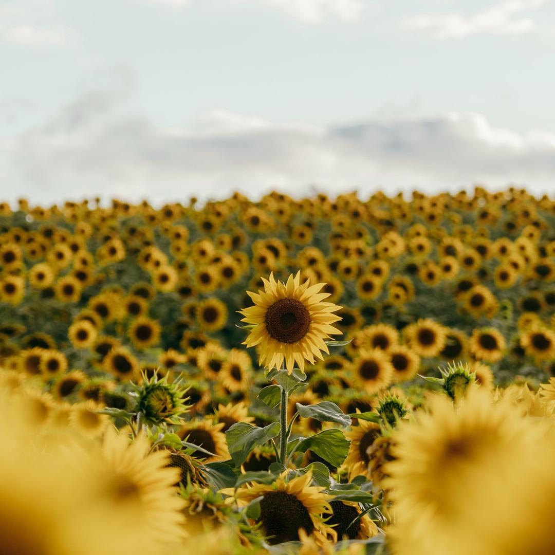 👑小墨观世界👑